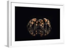 Mexican Red Knee Tarantula (Brachypelma Smithi), captive, Mexico, North America-Janette Hill-Framed Photographic Print