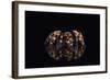 Mexican Red Knee Tarantula (Brachypelma Smithi), captive, Mexico, North America-Janette Hill-Framed Photographic Print