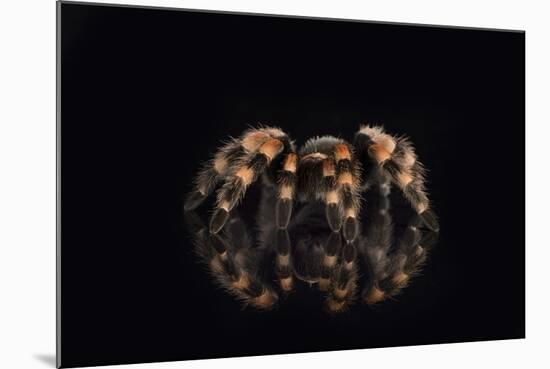 Mexican Red Knee Tarantula (Brachypelma Smithi), captive, Mexico, North America-Janette Hill-Mounted Photographic Print
