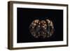 Mexican Red Knee Tarantula (Brachypelma Smithi), captive, Mexico, North America-Janette Hill-Framed Photographic Print