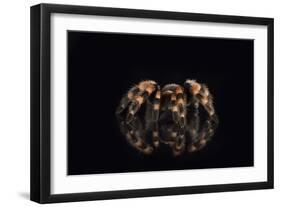 Mexican Red Knee Tarantula (Brachypelma Smithi), captive, Mexico, North America-Janette Hill-Framed Photographic Print