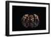 Mexican Red Knee Tarantula (Brachypelma Smithi), captive, Mexico, North America-Janette Hill-Framed Photographic Print