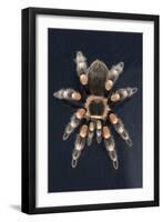 Mexican Red Knee Tarantula (Brachypelma Smithi), captive, Mexico, North America-Janette Hill-Framed Premium Photographic Print