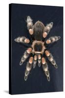 Mexican Red Knee Tarantula (Brachypelma Smithi), captive, Mexico, North America-Janette Hill-Stretched Canvas