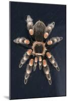 Mexican Red Knee Tarantula (Brachypelma Smithi), captive, Mexico, North America-Janette Hill-Mounted Photographic Print