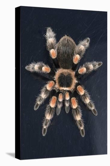 Mexican Red Knee Tarantula (Brachypelma Smithi), captive, Mexico, North America-Janette Hill-Stretched Canvas