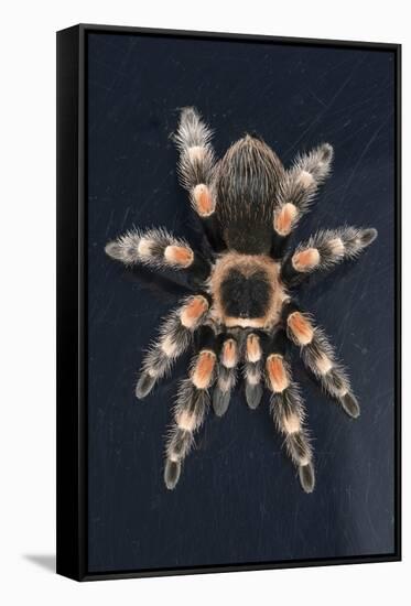 Mexican Red Knee Tarantula (Brachypelma Smithi), captive, Mexico, North America-Janette Hill-Framed Stretched Canvas