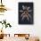 Mexican Red Knee Tarantula (Brachypelma Smithi), captive, Mexico, North America-Janette Hill-Framed Stretched Canvas displayed on a wall