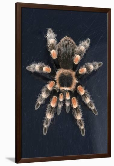 Mexican Red Knee Tarantula (Brachypelma Smithi), captive, Mexico, North America-Janette Hill-Framed Photographic Print