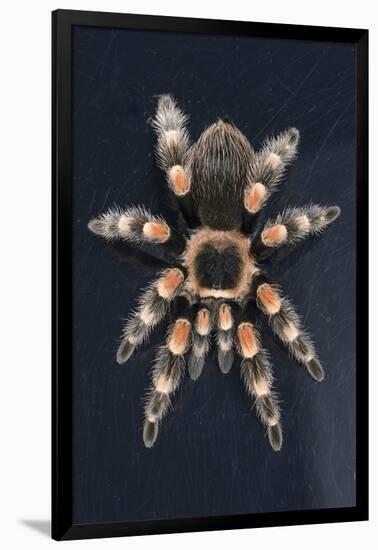 Mexican Red Knee Tarantula (Brachypelma Smithi), captive, Mexico, North America-Janette Hill-Framed Photographic Print