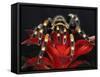 Mexican Red-Kneed Tarantula, Mexico-Adam Jones-Framed Stretched Canvas