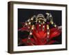 Mexican Red-Kneed Tarantula, Mexico-Adam Jones-Framed Photographic Print