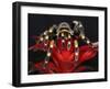 Mexican Red-Kneed Tarantula, Mexico-Adam Jones-Framed Photographic Print