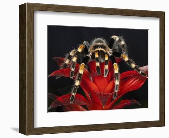 Mexican Red-Kneed Tarantula, Mexico-Adam Jones-Framed Photographic Print