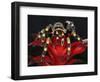 Mexican Red-Kneed Tarantula, Mexico-Adam Jones-Framed Photographic Print