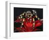 Mexican Red-Kneed Tarantula, Mexico-Adam Jones-Framed Photographic Print