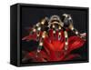 Mexican Red-Kneed Tarantula, Mexico-Adam Jones-Framed Stretched Canvas