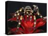 Mexican Red-Kneed Tarantula, Mexico-Adam Jones-Stretched Canvas