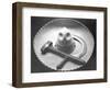 Mexican Revolution: Sombrero with Hammer and Sickle, Mexico City, 1927-Tina Modotti-Framed Giclee Print