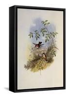 Mexican Satellite, Calothorax Calliope-John Gould-Framed Stretched Canvas