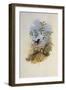 Mexican Satellite, Calothorax Calliope-John Gould-Framed Giclee Print