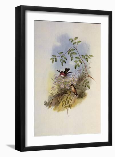 Mexican Satellite, Calothorax Calliope-John Gould-Framed Giclee Print