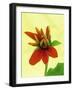 Mexican Sunflower-Wally Eberhart-Framed Art Print