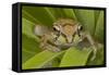 Mexican Tree Frog-null-Framed Stretched Canvas