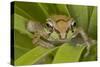 Mexican Tree Frog-null-Stretched Canvas