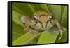 Mexican Tree Frog-null-Framed Stretched Canvas