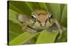 Mexican Tree Frog-null-Stretched Canvas