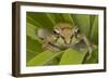 Mexican Tree Frog-null-Framed Photographic Print