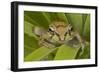 Mexican Tree Frog-null-Framed Photographic Print