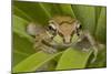 Mexican Tree Frog-null-Mounted Photographic Print