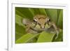 Mexican Tree Frog-null-Framed Photographic Print