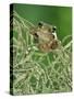 Mexican Treefrog, on Spanish Moss, Texas, USA-Rolf Nussbaumer-Stretched Canvas