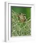Mexican Treefrog, on Spanish Moss, Texas, USA-Rolf Nussbaumer-Framed Premium Photographic Print