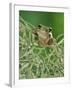 Mexican Treefrog, on Spanish Moss, Texas, USA-Rolf Nussbaumer-Framed Photographic Print