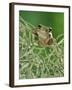 Mexican Treefrog, on Spanish Moss, Texas, USA-Rolf Nussbaumer-Framed Photographic Print