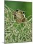 Mexican Treefrog, on Spanish Moss, Texas, USA-Rolf Nussbaumer-Mounted Photographic Print