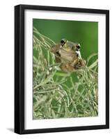 Mexican Treefrog, on Spanish Moss, Texas, USA-Rolf Nussbaumer-Framed Photographic Print