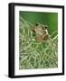 Mexican Treefrog, on Spanish Moss, Texas, USA-Rolf Nussbaumer-Framed Photographic Print