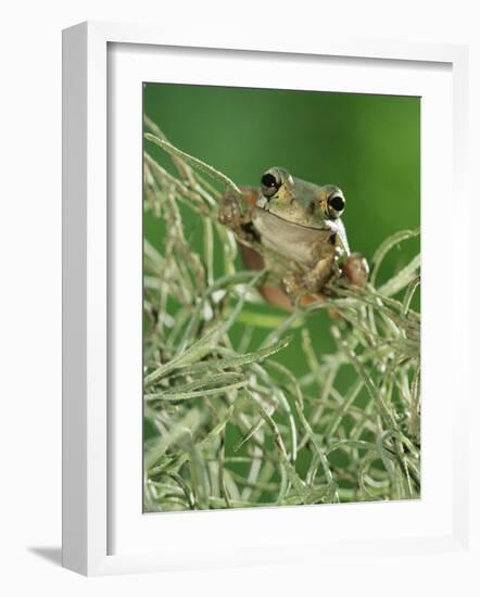 Mexican Treefrog, on Spanish Moss, Texas, USA-Rolf Nussbaumer-Framed Photographic Print