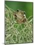 Mexican Treefrog, on Spanish Moss, Texas, USA-Rolf Nussbaumer-Mounted Photographic Print