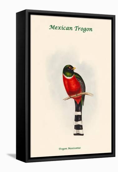 Mexican Trogon - Trogon Maxicanus-John Gould-Framed Stretched Canvas