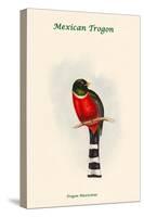 Mexican Trogon - Trogon Maxicanus-John Gould-Stretched Canvas