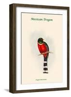 Mexican Trogon - Trogon Maxicanus-John Gould-Framed Art Print