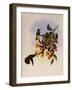 Mexican Violet-Ear, Petasophora Thalassina-John Gould-Framed Giclee Print