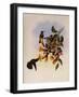 Mexican Violet-Ear, Petasophora Thalassina-John Gould-Framed Giclee Print