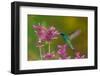 mexican violetear hummingbird feeding on pink wildflower-claudio contreras-Framed Photographic Print